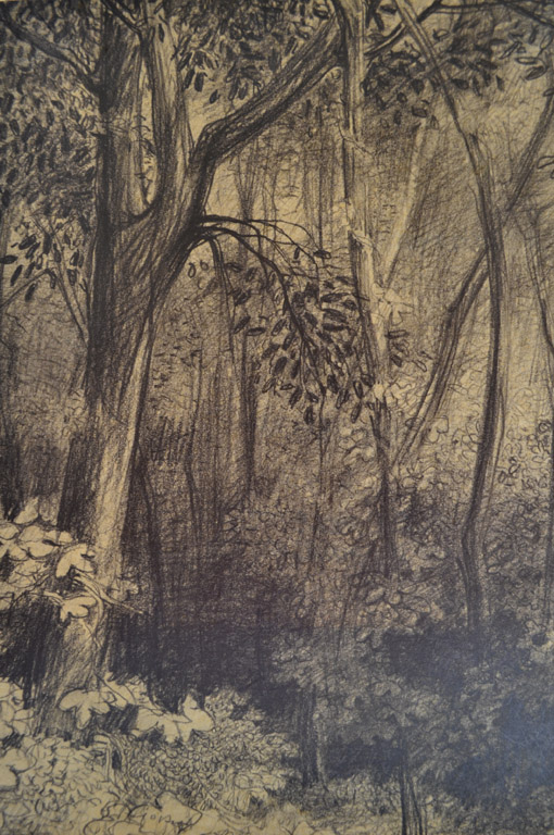 Otto Paetz, Waldinneres, o. J., Graphit, 31 x 22,5 cm